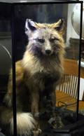 A Taxidermy Full Fox Mount