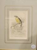 Three Bird Prints after John James Audubon American 17851851