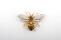 An 18 Karat Yellow and White Gold Diamond and Enamel Bee