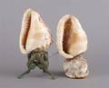 Two Cameo Carved Shell Lamps