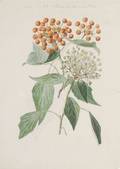 Six French Botanical Watercolors
