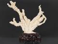 CARVED CORAL GROUP