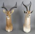 A Group of Two African Taxidermy Mounts