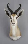 A Taxidermied Angolan Springbok Buck