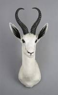 A Taxidermied White Springbok Buck