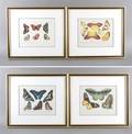 A Group of Three Butterfly Prints