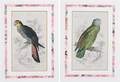 A Pair of Prints of Exotic Birds
