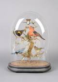 A Group of Victorian Taxidermied Birds