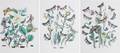 A Set of Three Prints of Butterflies