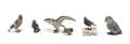 A Collection of Four Continental Bronze Figures of Birds