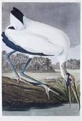 After J J Audubon Wood Ibis