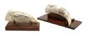 A Group of Two Scrimshaw Whales Teeth