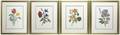 A Set of Four Botanical Prints