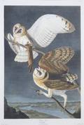 After J J Audubon Barn Owl