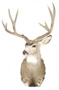 A Taxidermy Mount of Mule Deer