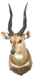 A Taxidermy Mount of an African Bushbuck
