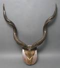 A Pair of Kudu Antlers
