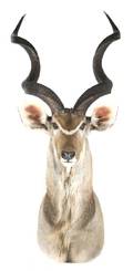 A Taxidermy Mount of a Greater Kudu