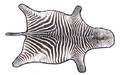 A Zebra Skin Rug