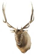 A Taxidermy Mount of an Elk