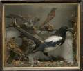 An English Taxidermied Ornithological Diorama