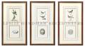 Three Framed and Matted Prints of Birds