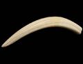 IVORY TUSK