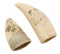 A Group of Two Scrimshaw Whales Teeth