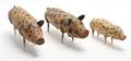 A Group of Three Folk Art Wood Pigs Carl MacKenzie