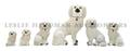 A Group of Six Staffordshire Poodles