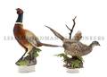 A Pair of English Porcelain RingNecked Pheasants Royal Worcester Ronald van Ruyckevelt