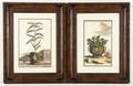 A Pair of Framed Botanical Prints