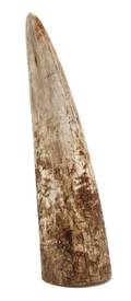 An Uncarved Ivory Tusk