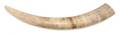 An Ivory Tusk