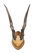 A Pair of African Eland Antlers