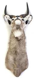 An African Taxidermy Shoulder Mount of a Waterbuck