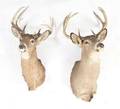 Two Taxidermy Wall Mounts