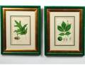 TWO ANTIQUE BOTANICAL HAND COLORED ENGRAVINGS