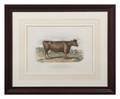 An English Colored Lithograph Longman Orme Brown Green  Longmans