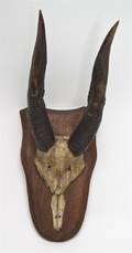 A Pair of African Antlers