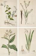 Four Botanical Prints