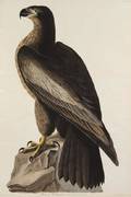 AUDUBON JOHN JAMES after HAVELL ROBERT