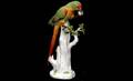174 Meissen Parrot
