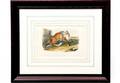 245 John James Audubon Red Fox Lithograph