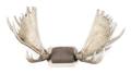 A Moose Antler Mount