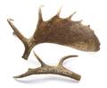 Two Antler Sheds