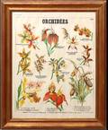 399 French Antique Color Lithograph Orchid Orchidees