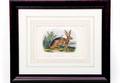 247 John Woodhouse Audubon California Hare Lithograph