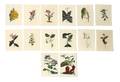 A Collection of 14 Botanical Prints
