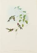 Two Gould and Richter Hummingbird Prints